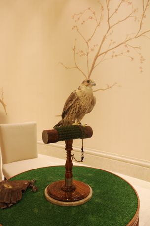 Shangrila-Doha-Sridan-QatarEating-Falcon